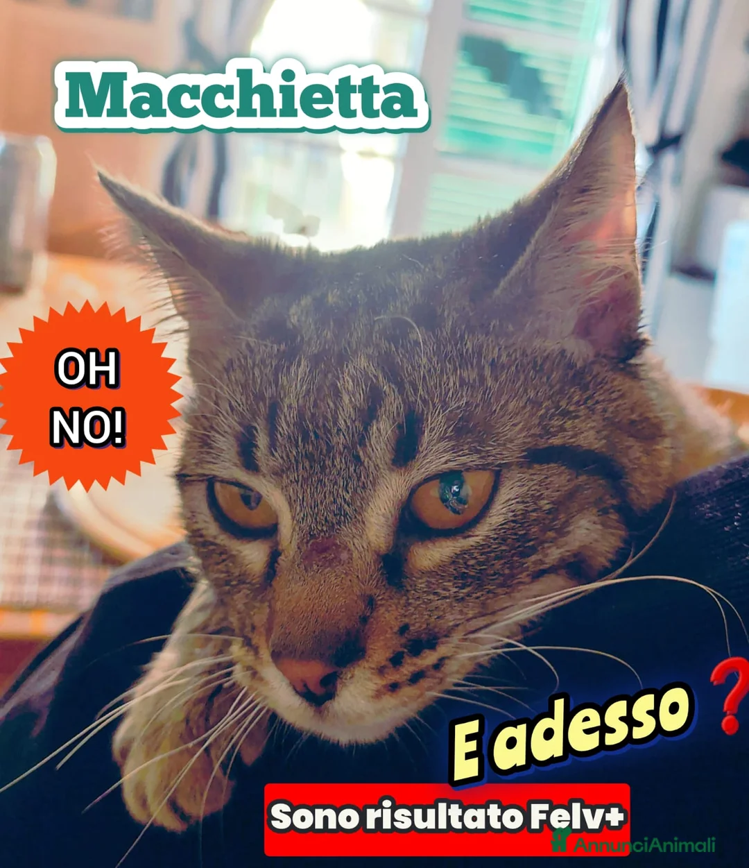 Europeo gatti in regalo: ADOZIONE DEL CUORE MACCHIETTA - Annuncio 1