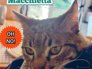 Europeo gatti ADOZIONE DEL CUORE MACCHIETTA - Annuncio 4