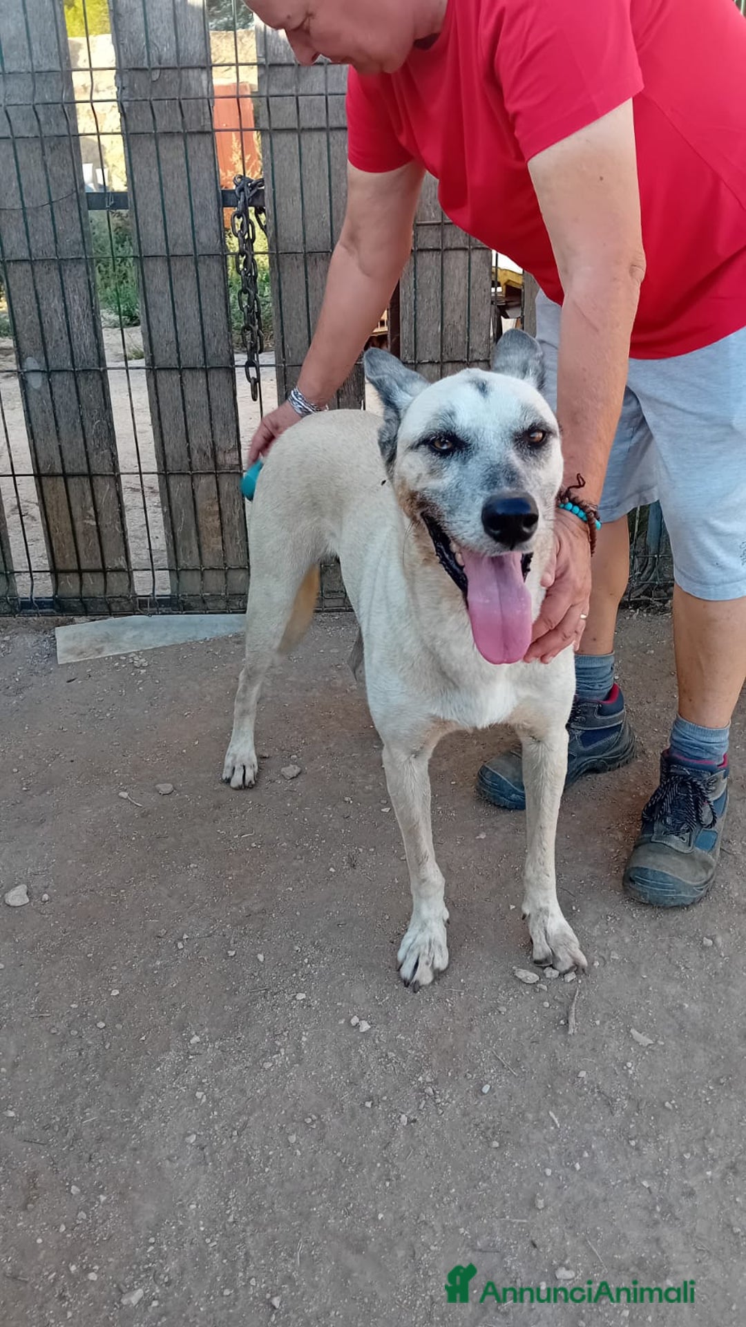 Altre razze cani in regalo: ZEUS  - Annuncio 3