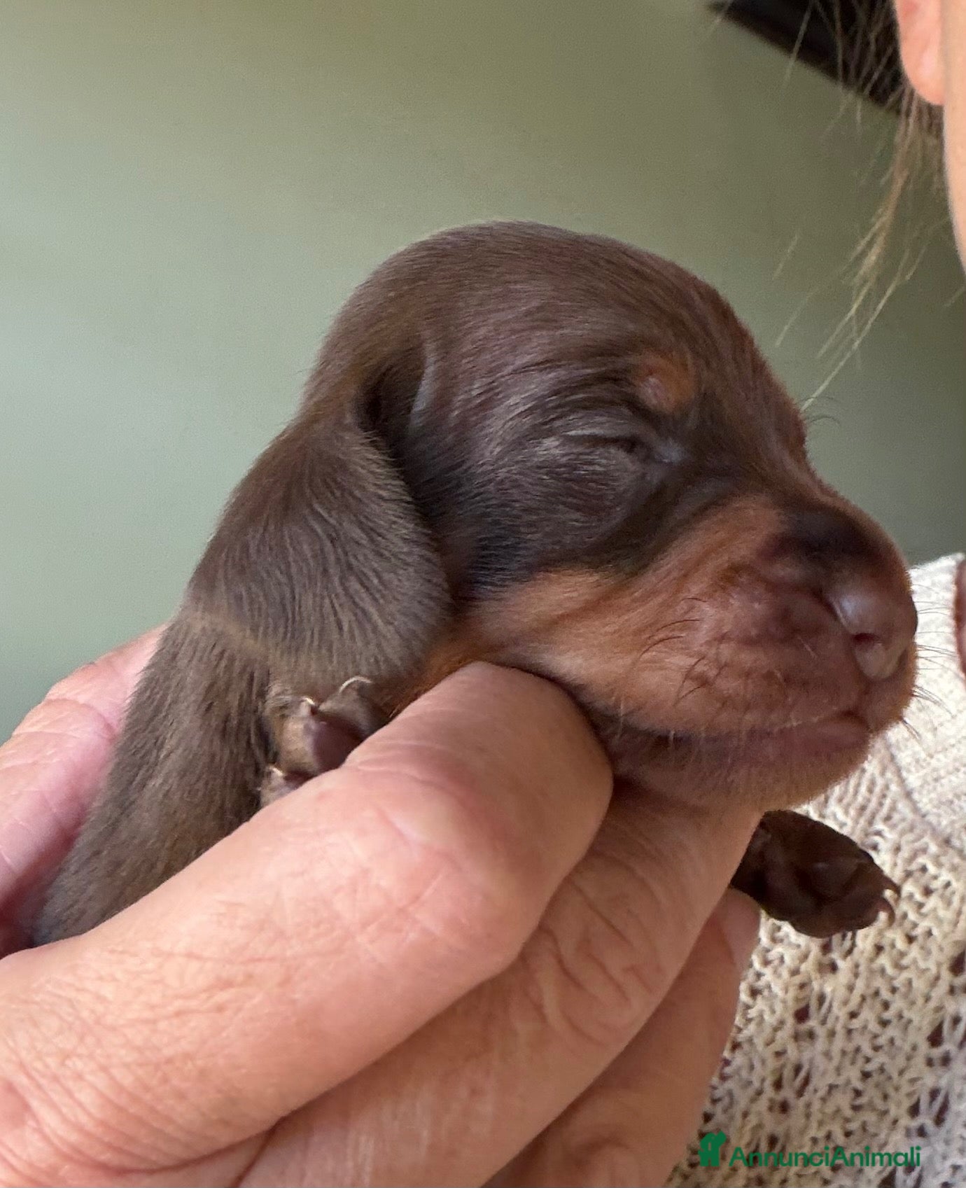Bassotto Nano cani Bassotto tedesco nano pelo corto choco e neri - Annuncio 11