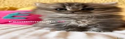 British gatti in vendita: Cuccioli British Longhair a Provincia di Alessandria - Annuncio 1