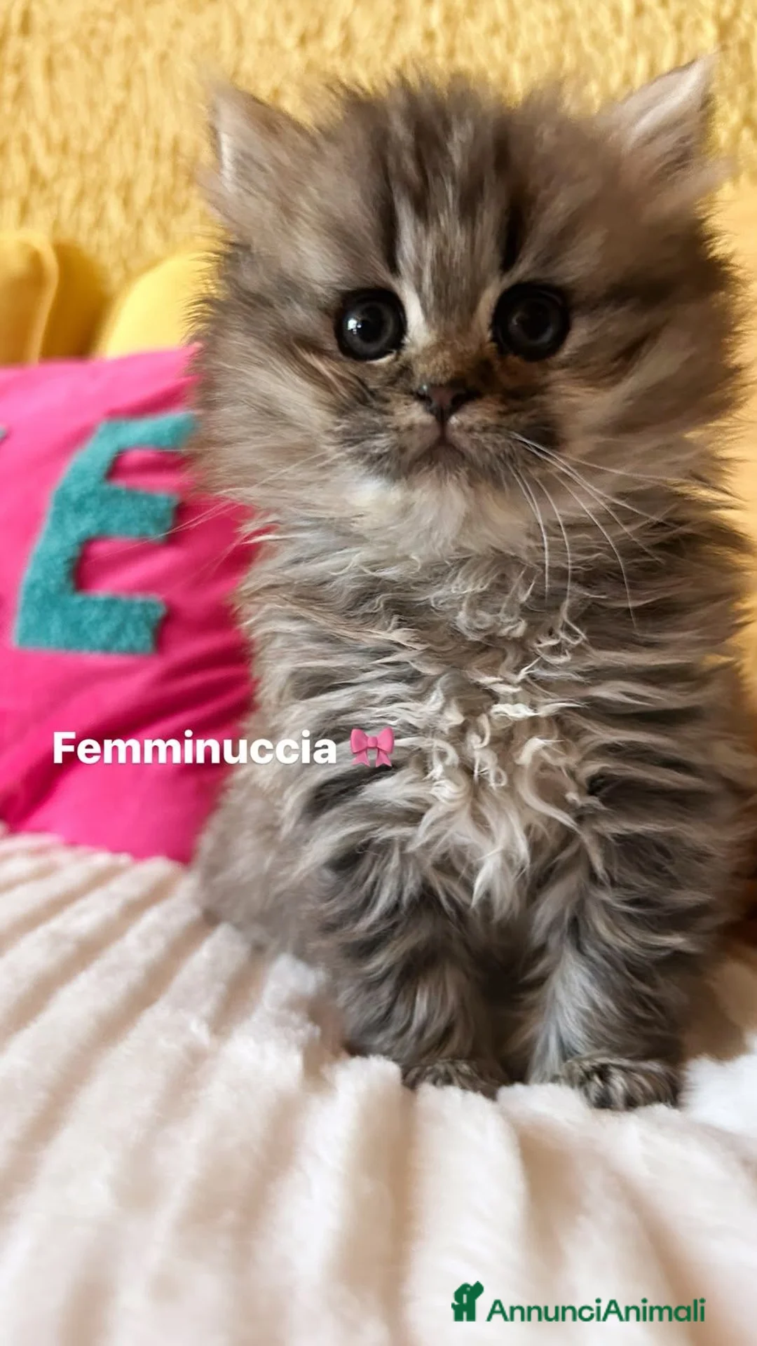 British gatti in vendita: Cuccioli British Longhair a Provincia di Alessandria - Annuncio 1
