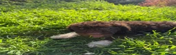Lagotto cani in vendita: Cuccioli di Lagotto con Pedigree - Annuncio 3