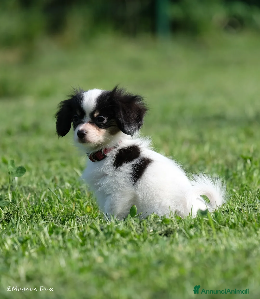 Papillon cani in vendita: Piccola femminuccia di Phalène - Annuncio 1