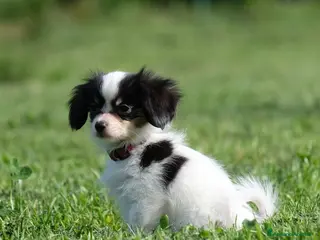 Papillon cani Piccola femminuccia di Phalène - Annuncio 16