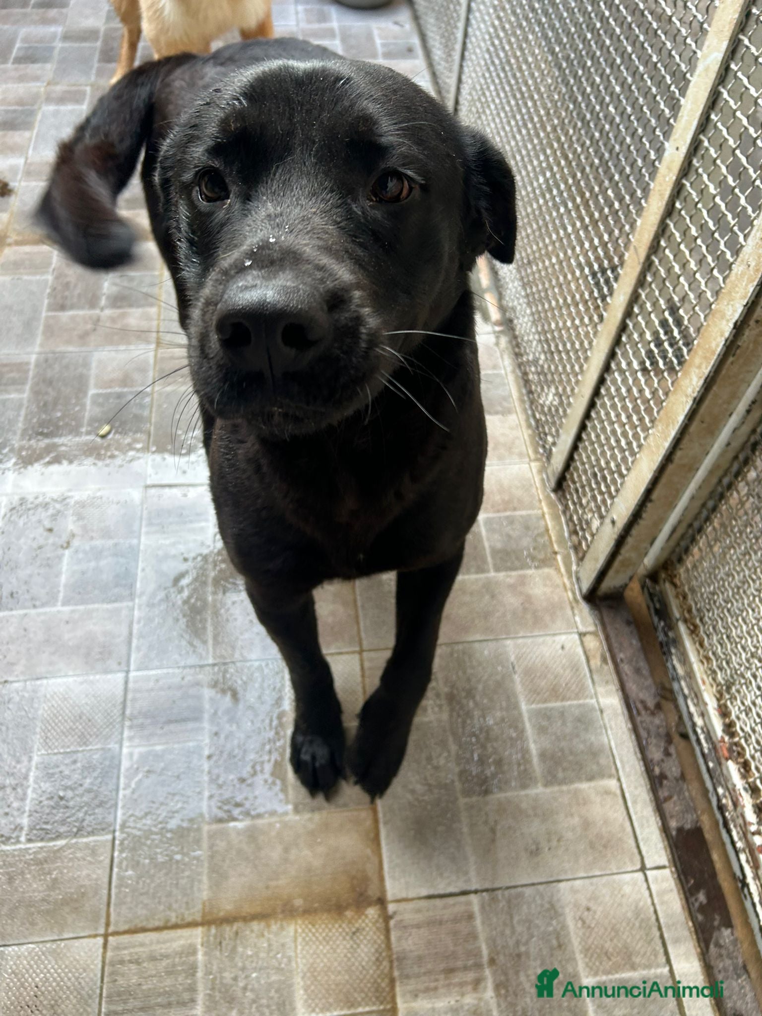 Labrador cani Pina Labrador in Canile - Annuncio 1