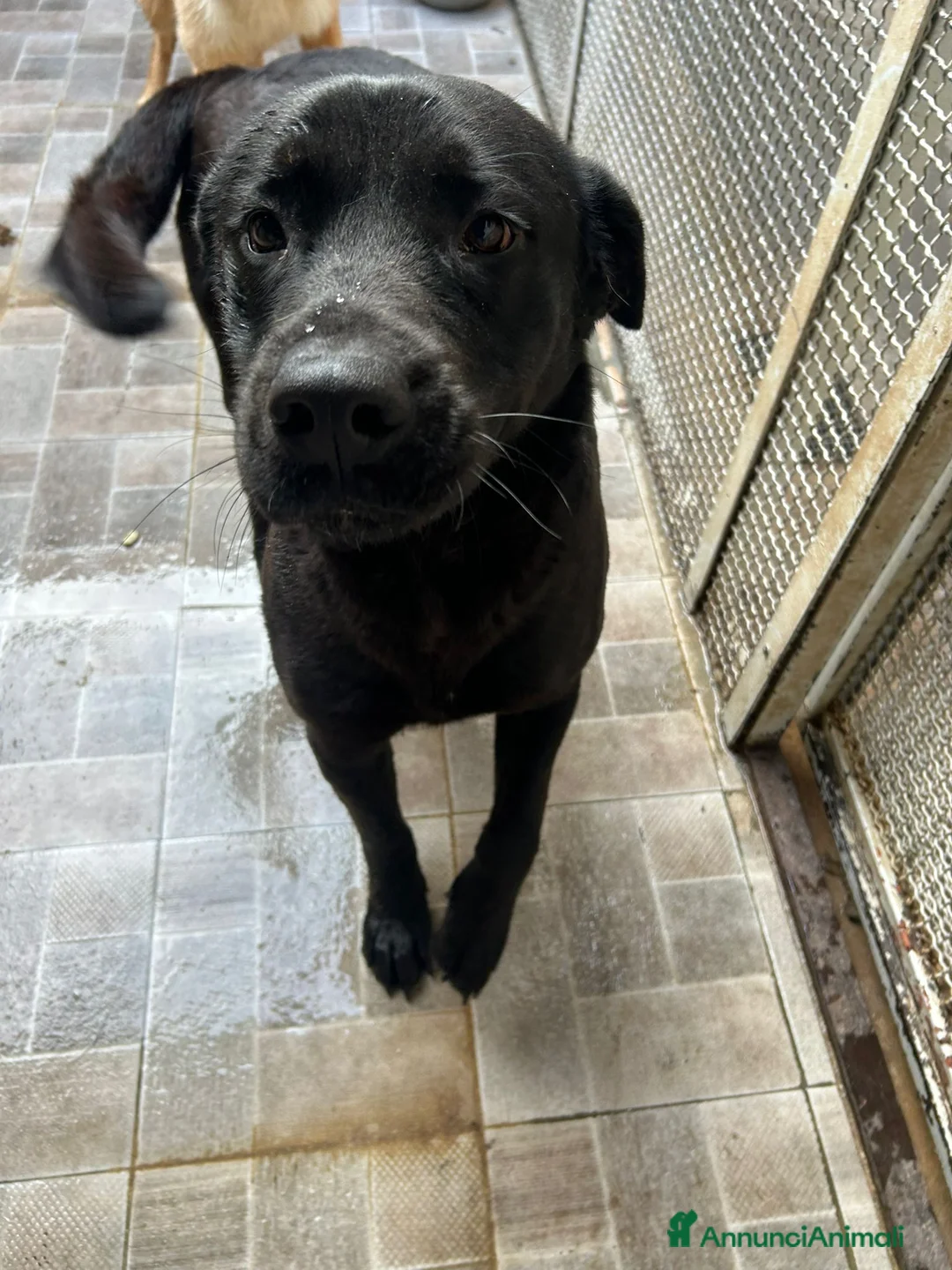 Labrador cani in regalo: Pina Labrador in Canile a Provincia di Rovigo - Annuncio 1