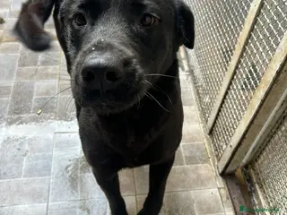 Labrador cani Pina Labrador in Canile - Annuncio 1