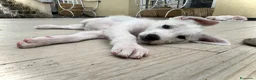 Meticcio cani in regalo: Dingo cucciolo taglia media socievole a Città metropolitana di Roma Capitale - Annuncio 3