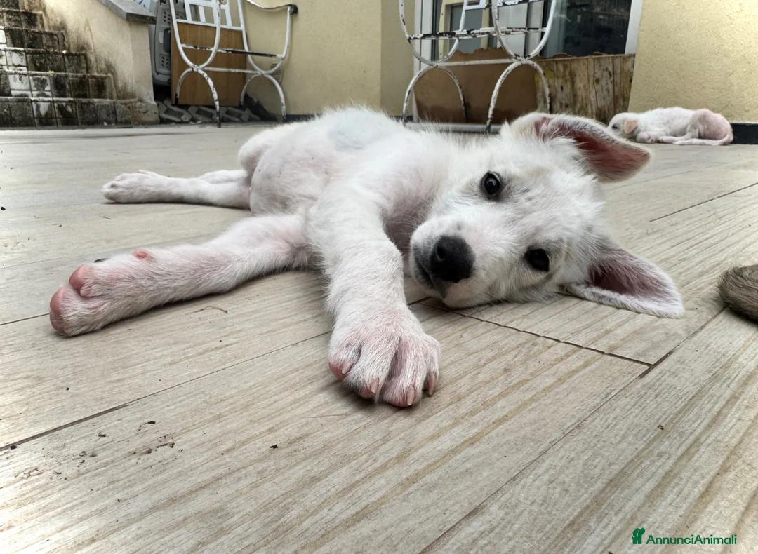 Meticcio cani in regalo: Dingo cucciolo taglia media socievole a Città metropolitana di Roma Capitale - Annuncio 3