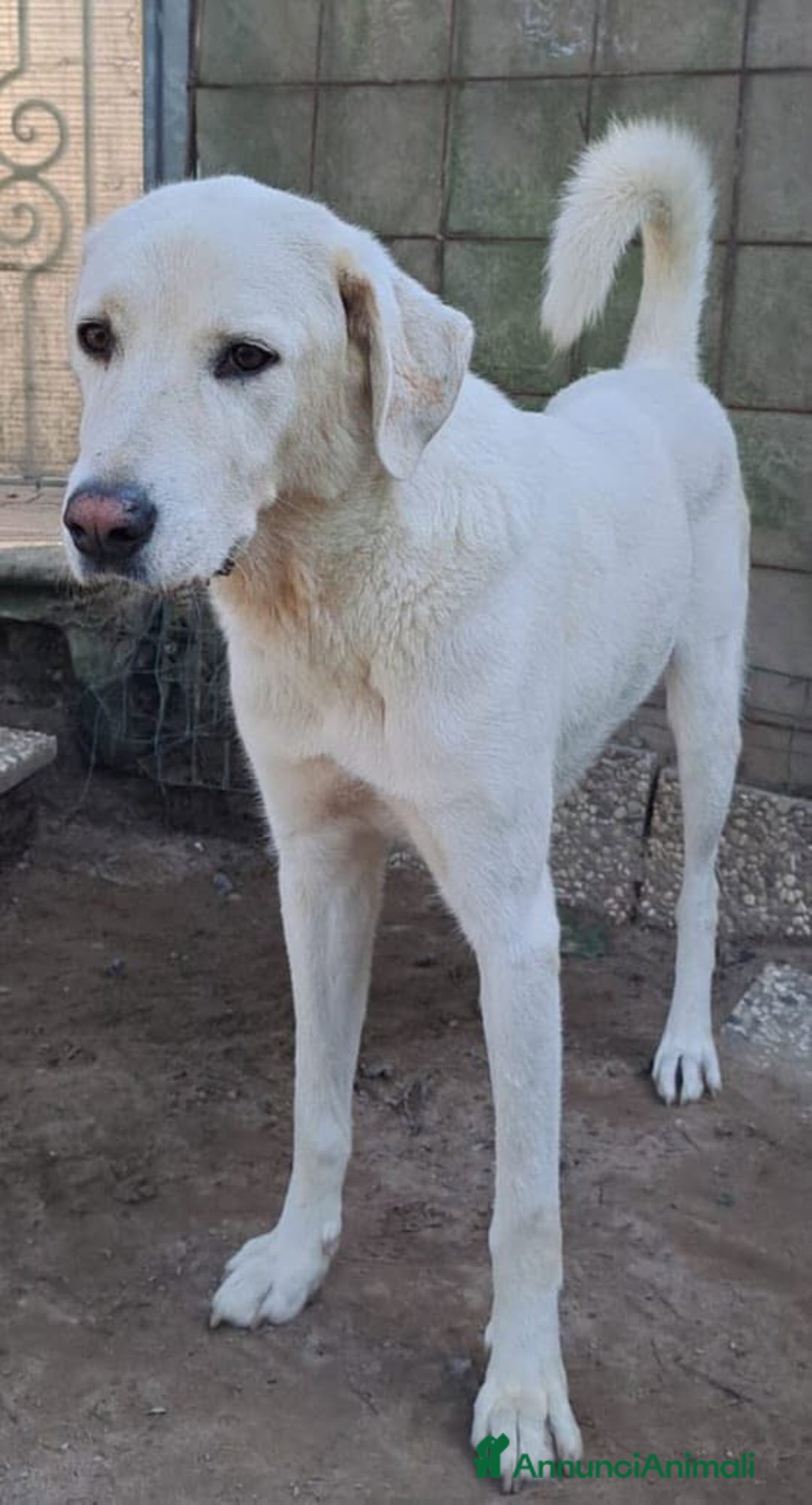 Altre razze cani in regalo: PEPE  - Annuncio 4