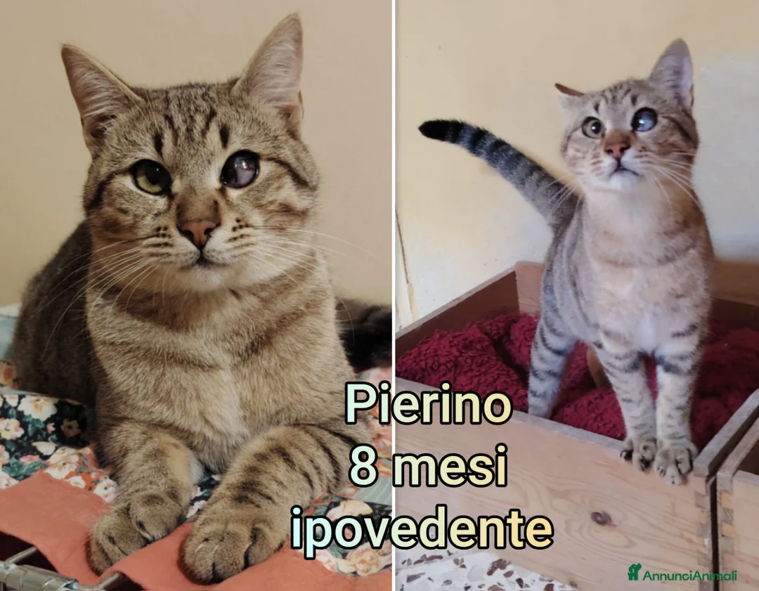 Altre razze gatti in regalo: URGENTI ADOZIONI X QUESTI GATTINI  a Città Metropolitana di Bologna - Annuncio 11