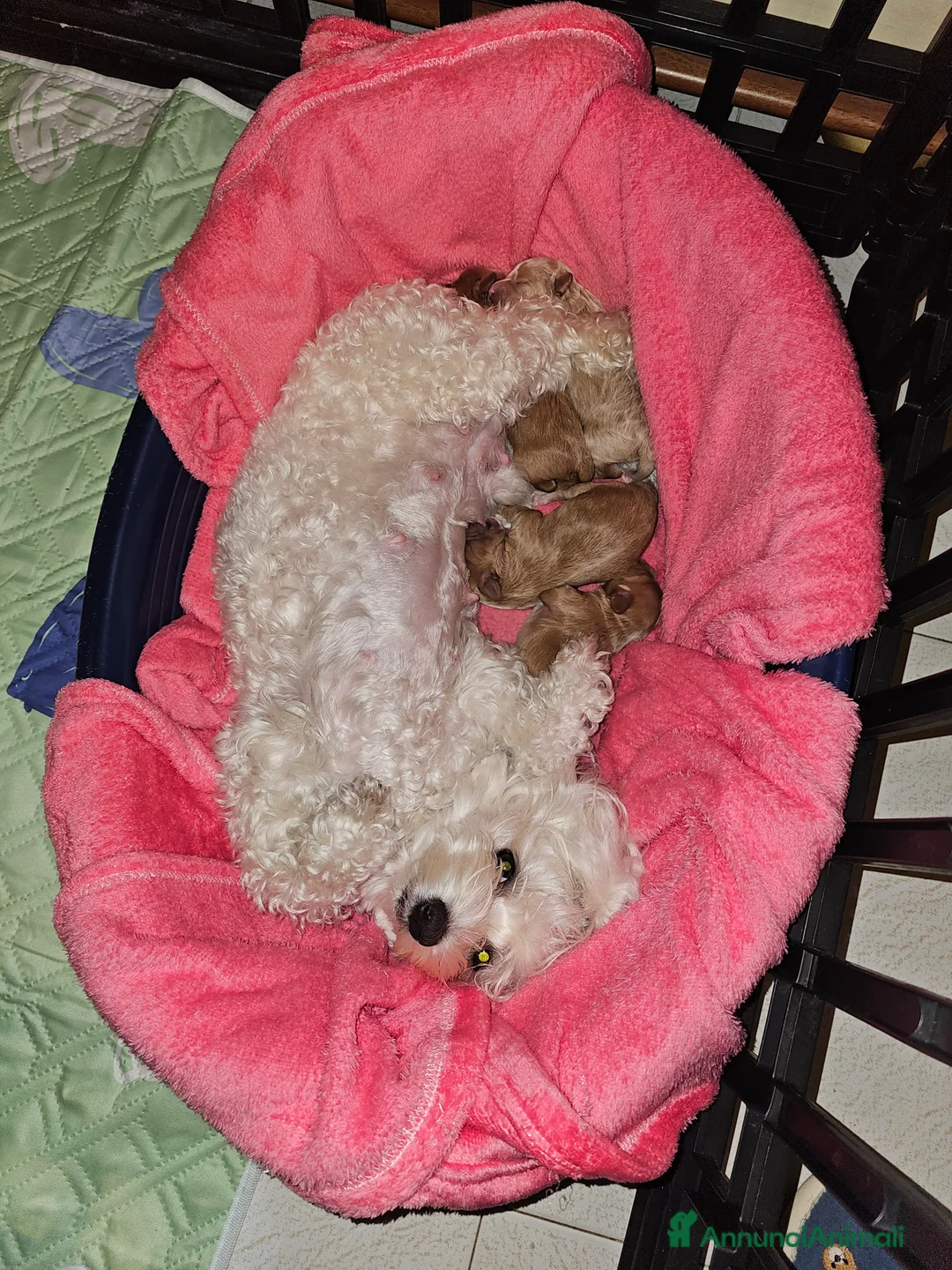 Maltipoo cani in vendita: Maschietto di Maltipoo toy a Città Metropolitana di Napoli - Annuncio 2