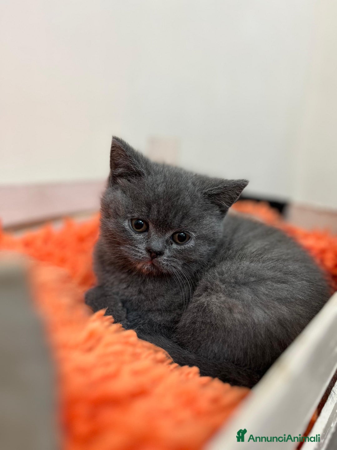 Scottish gatti in vendita: Schottich Straight  - Annuncio 2