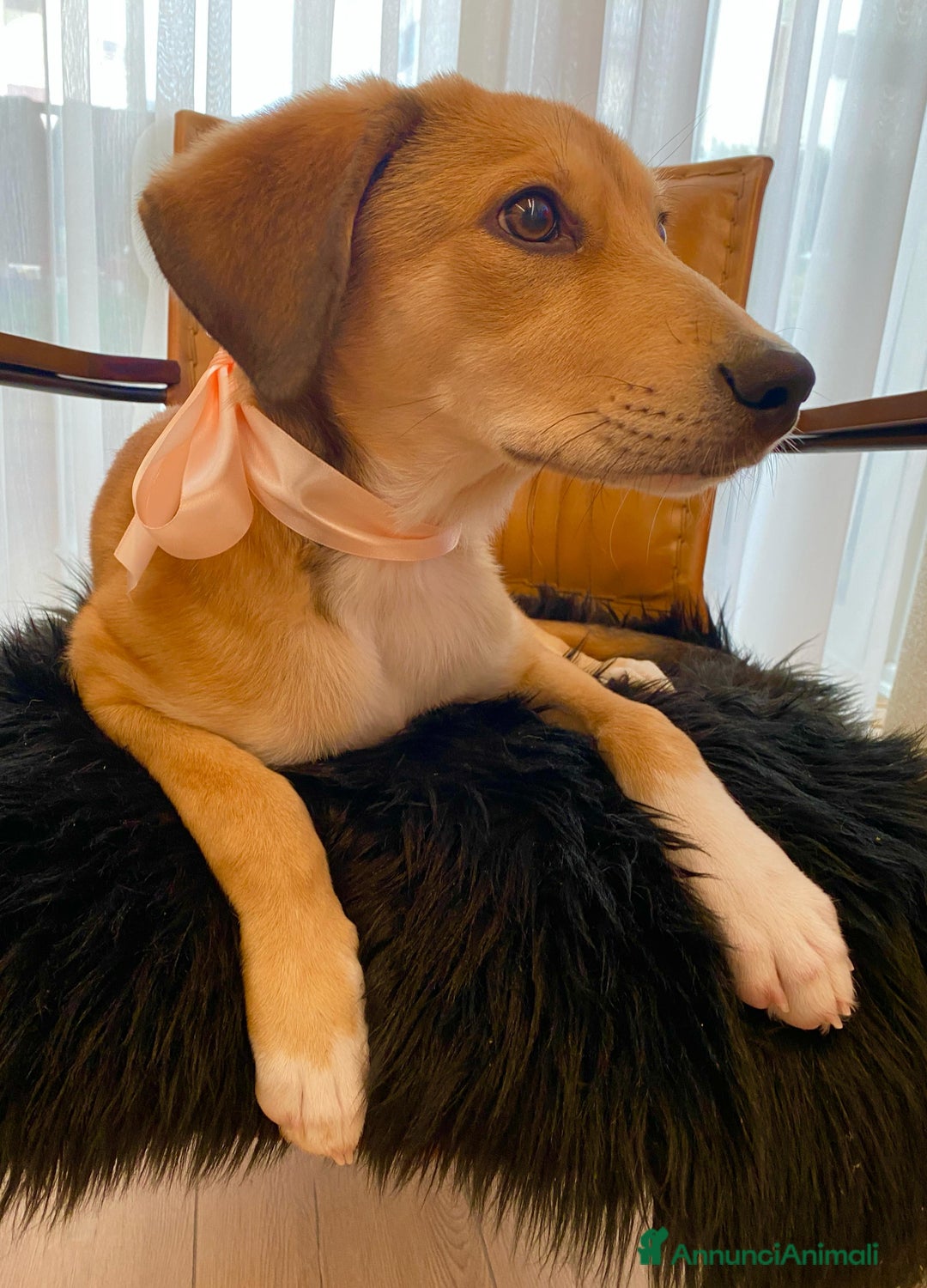 Segugio cani in regalo: Tary splendido cucciolo simil segugio - Annuncio 4