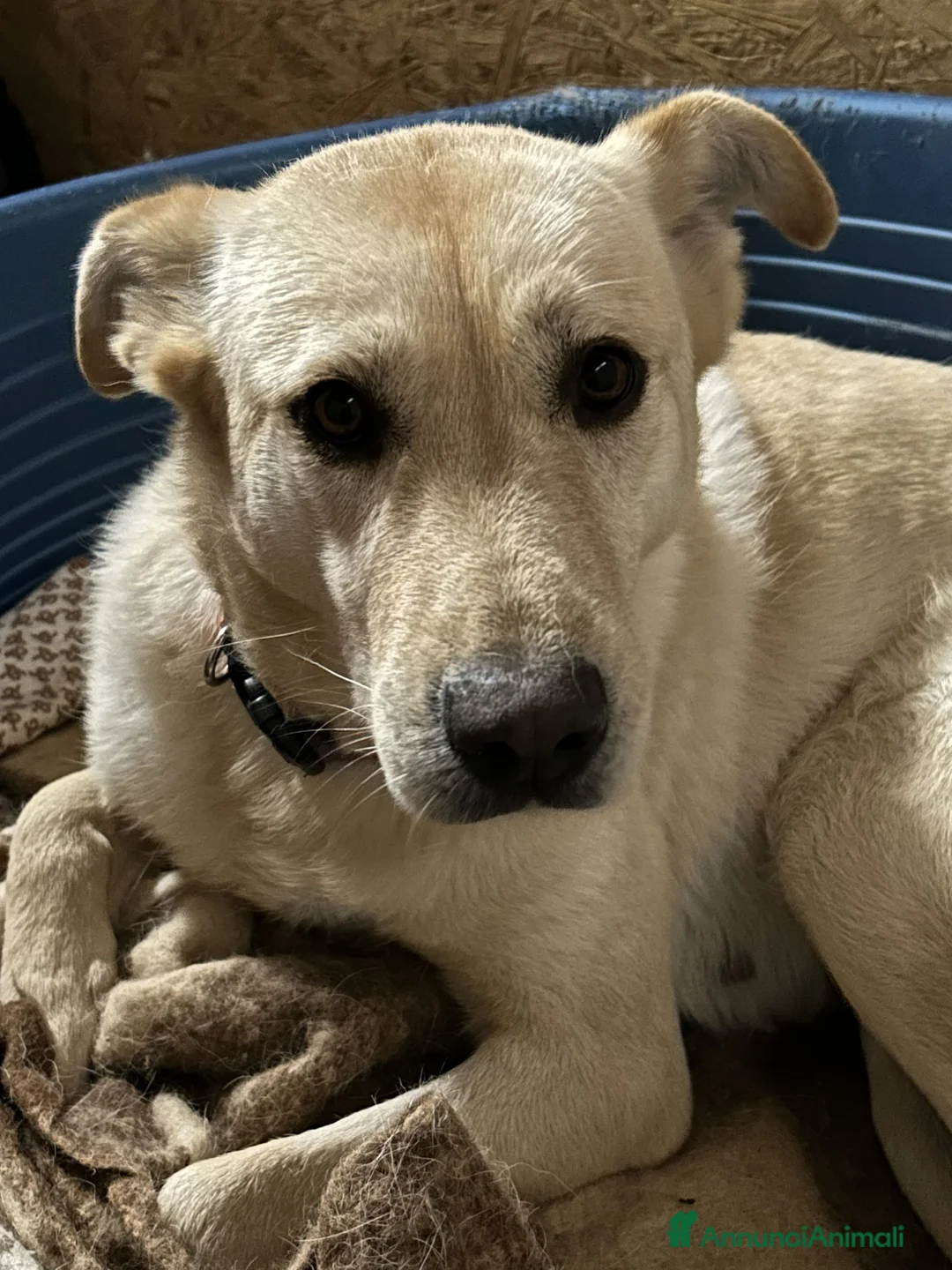 Meticcio cani in regalo: CAMI dolcissima labrador - Annuncio 1