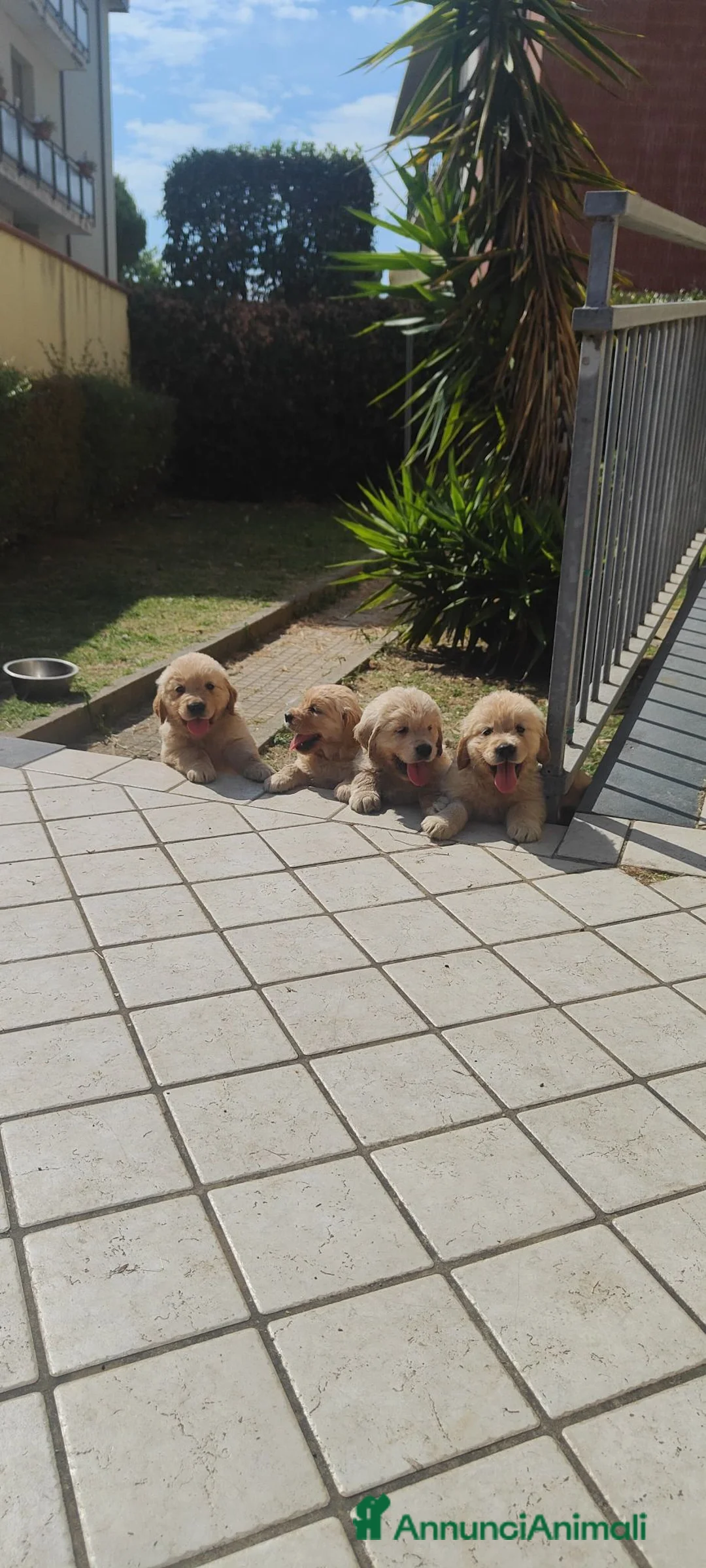 Golden Retriever cani in vendita: Golden retriever  - Annuncio 2