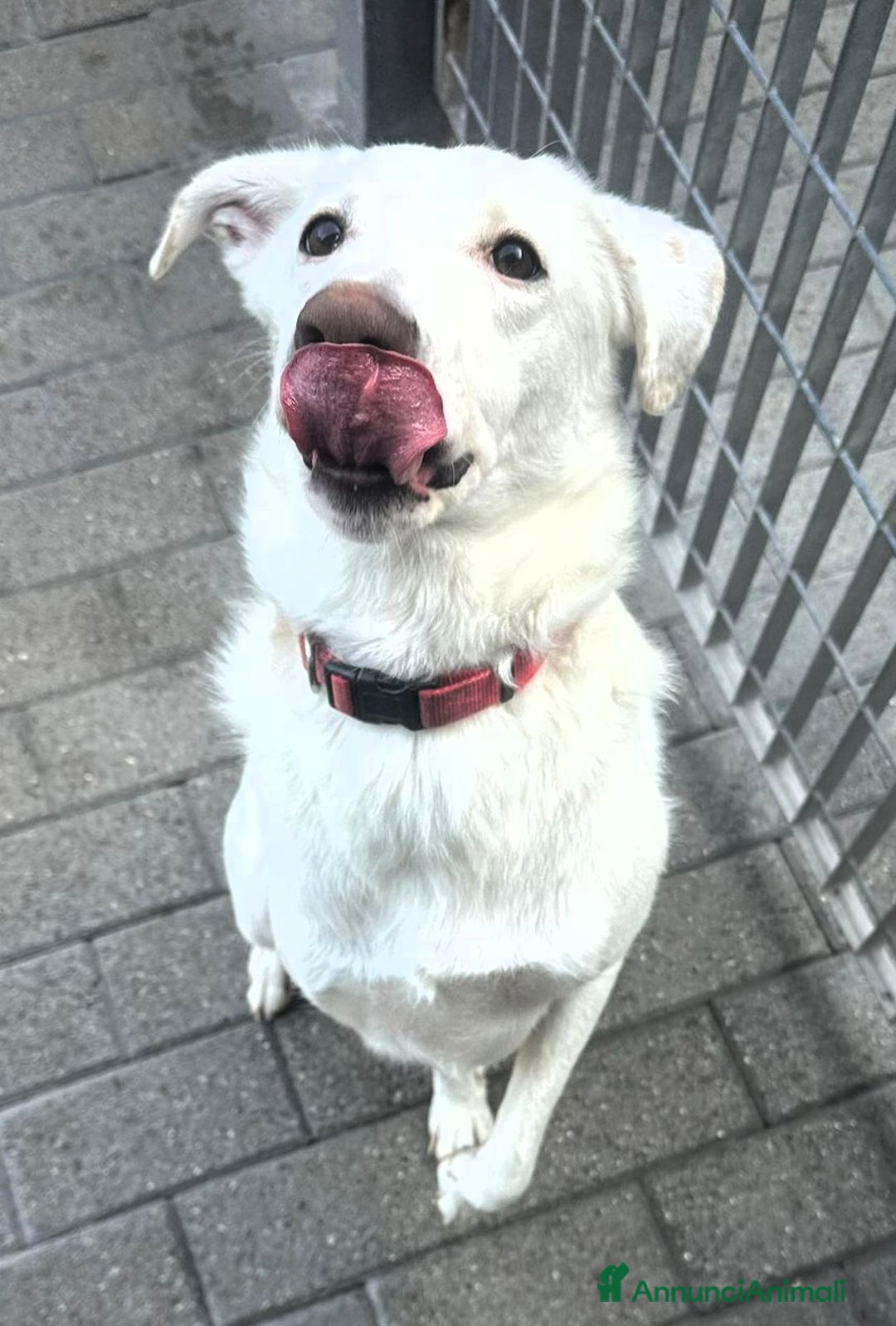 Meticcio cani in regalo: GENNA BELLISSIMA CAGNOLINA - Annuncio 5