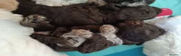 Lagotto cani in vendita: Lagotti  - Annuncio 11