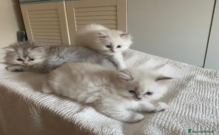 Persiano gatti in vendita a Provincia di Reggio Emilia - Annuncio 3