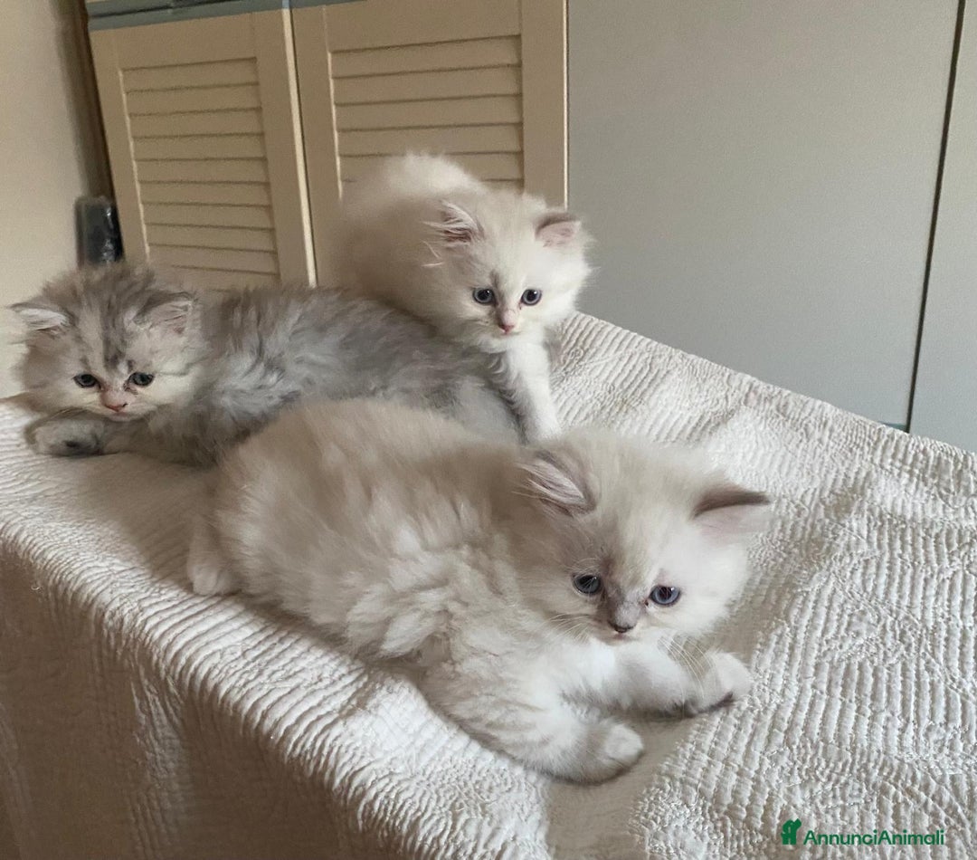 Persiano gatti in vendita: Gattini persiani normotipo  a Provincia di Reggio Emilia - Immagine 14