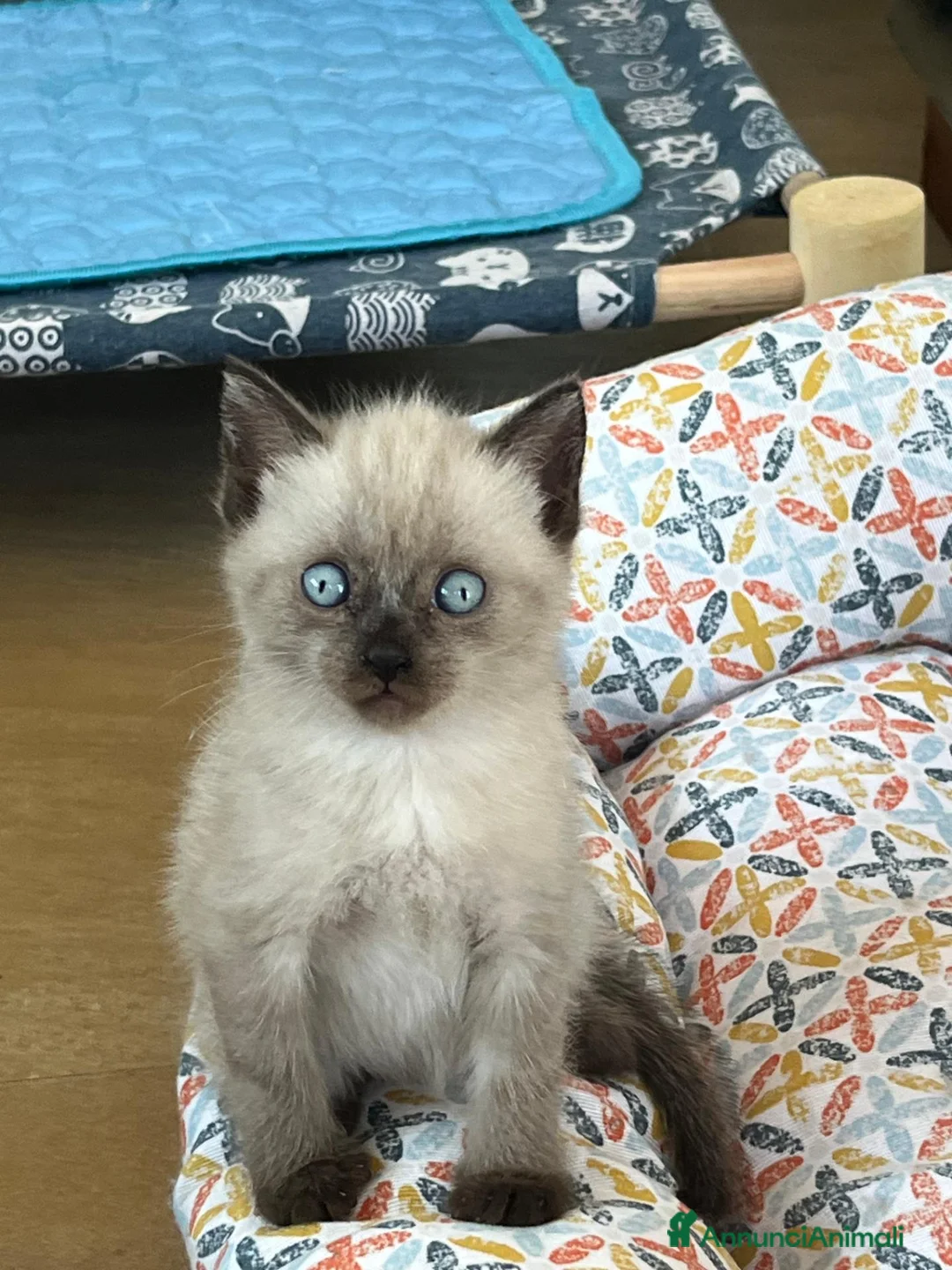 Siamese gatti in vendita: Cuccioli siamesi thai - Annuncio 2