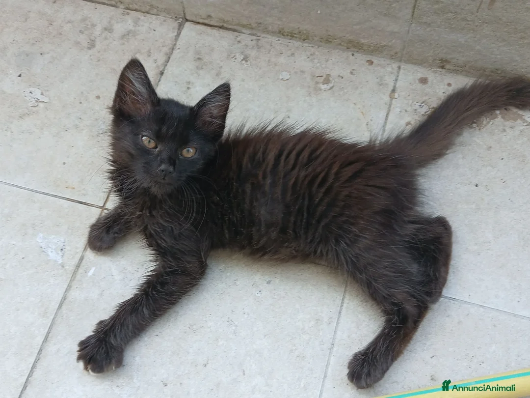 Meticcio gatti in regalo: Gattina adorabile misto Siamese nero/Angora a Provincia di Avellino - Annuncio 2