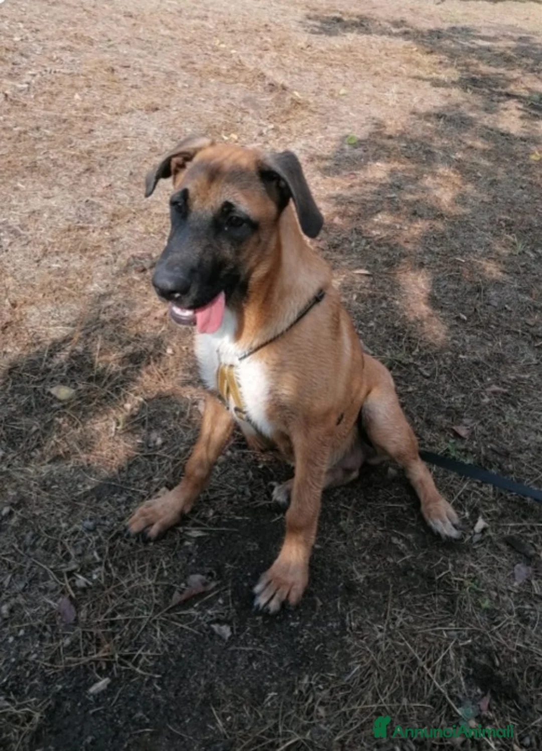 Meticcio cani in regalo: Mix Pastore Malinois 2anni femmina NAPOLI SOS  a Città metropolitana di Milano - Annuncio 4