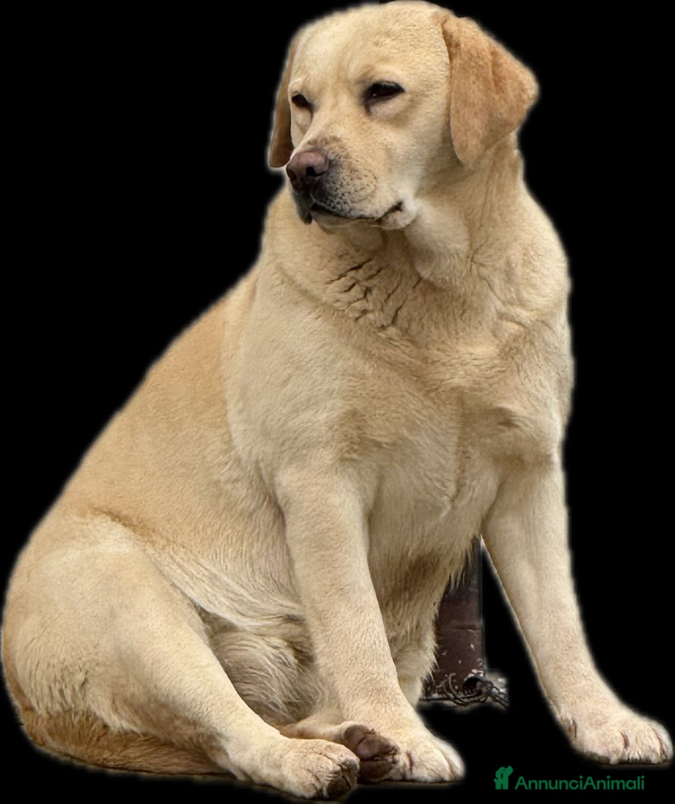 Labrador cani Cuccioli Labrador biondi con pedigree  - Annuncio 1