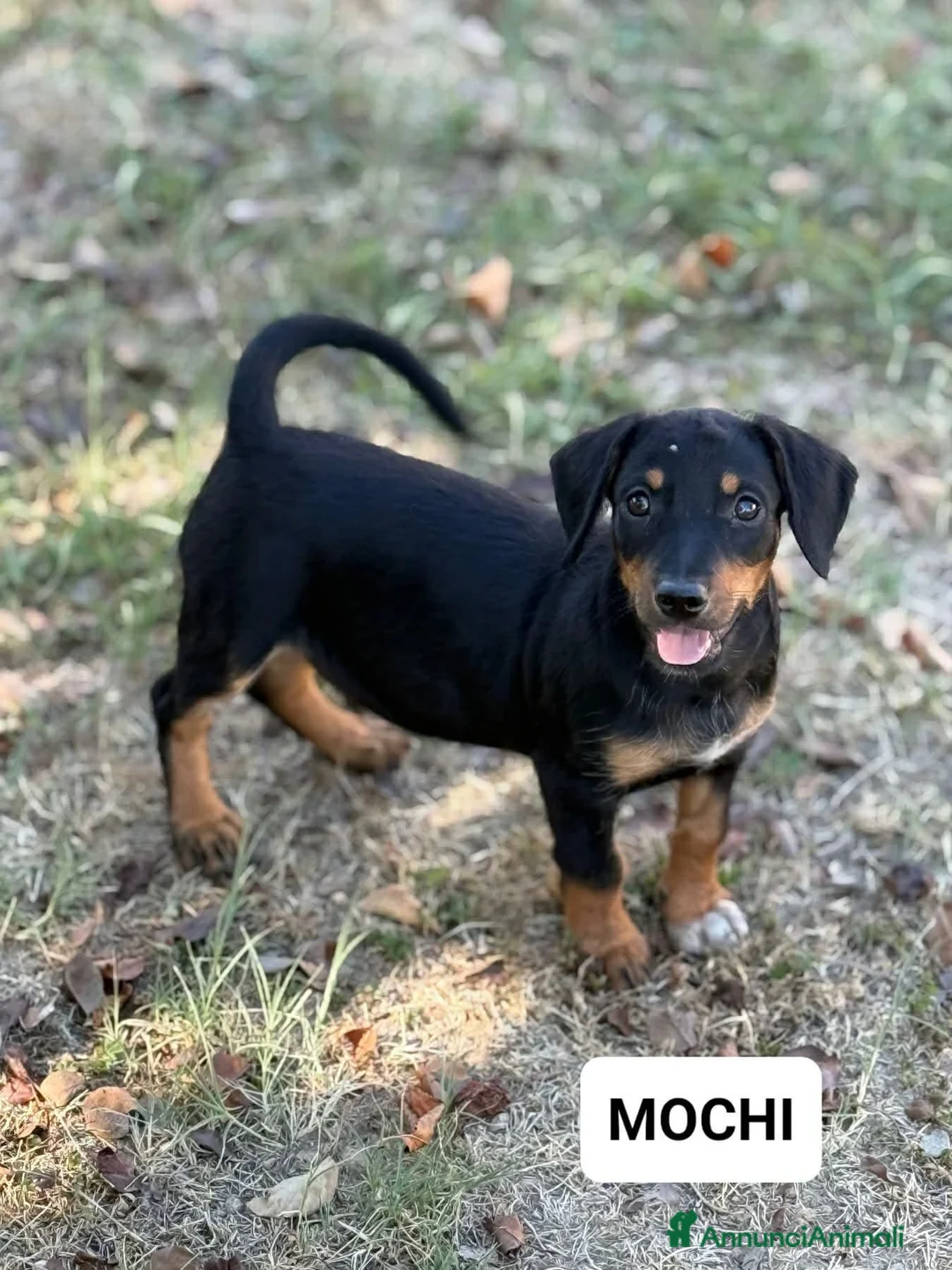 Bassotto cani in regalo: MOCHI, mix bassotto di 3 mesi! Nanetto dolcissimo - Annuncio 2