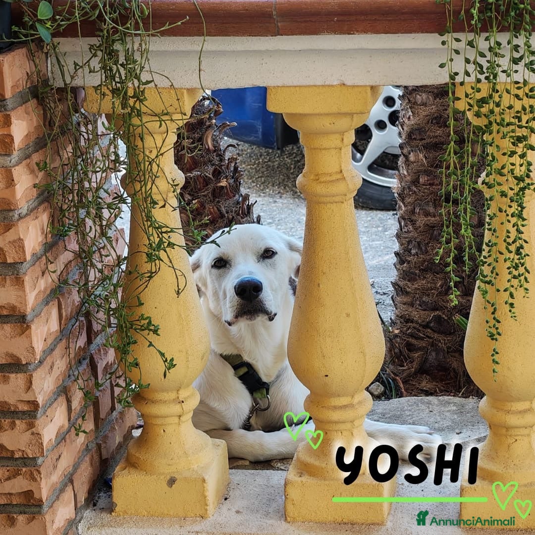 Meticcio cani YOSHI 💙 🆘. LO STALLO È FINITO. E ADESSO? - Annuncio 15