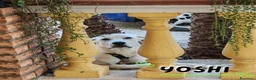 Meticcio cani in regalo: YOSHI 💙 🆘. LO STALLO È FINITO. E ADESSO? a Provincia di Modena - Annuncio 1