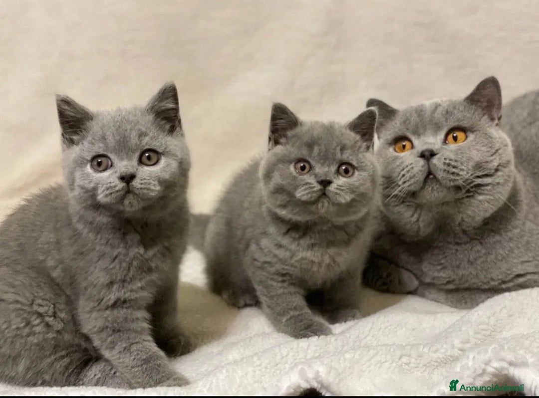 British gatti in vendita: British Shorthair  - Annuncio 5