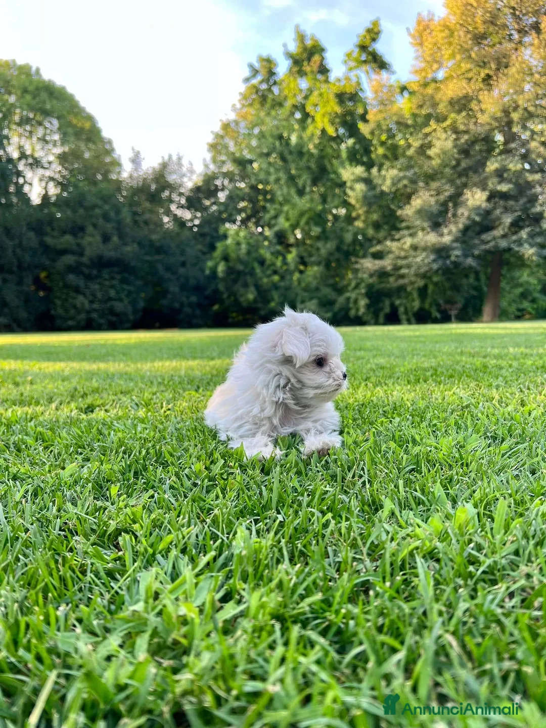 Maltese cani in vendita: Piccoli maltesi con pedigree ENCI a Città metropolitana di Roma Capitale - Annuncio 2