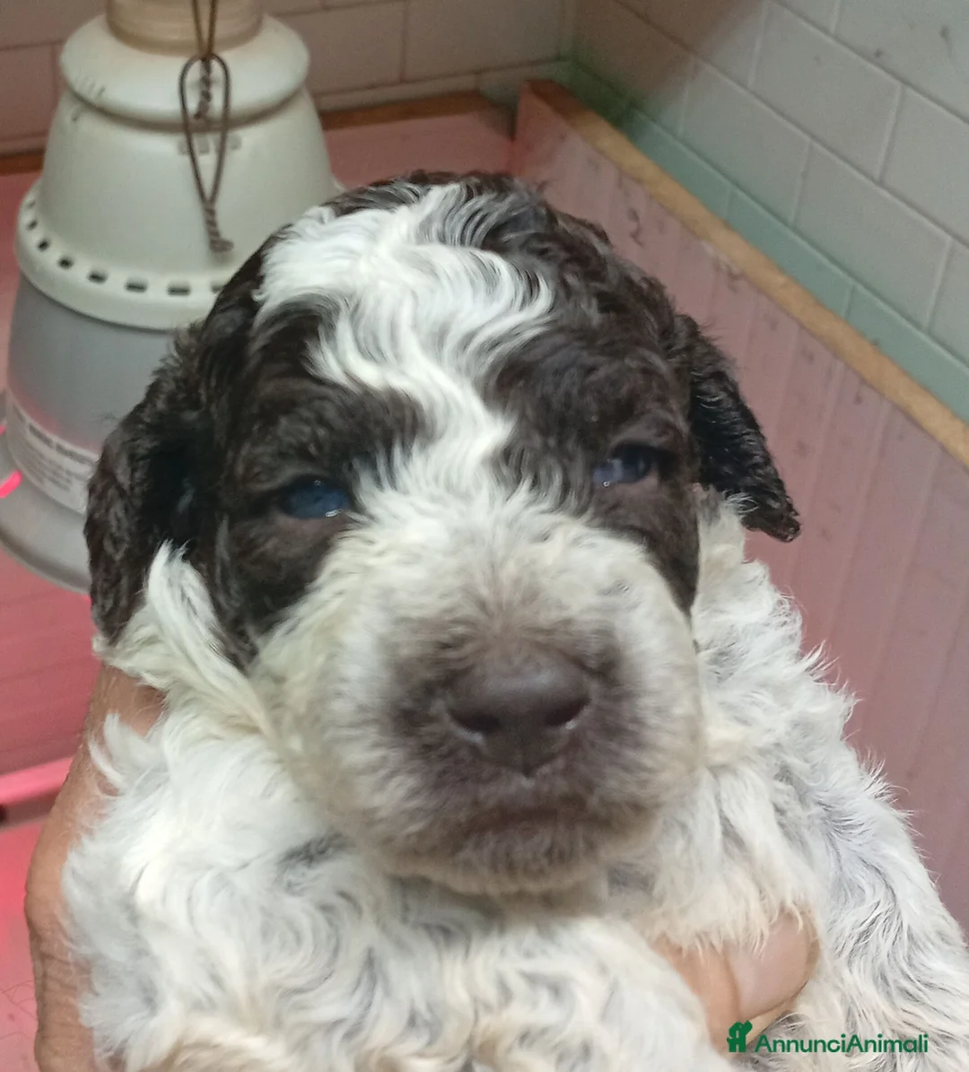Lagotto cani in vendita: Cuccioli di lagotto con pedigree - Annuncio 3