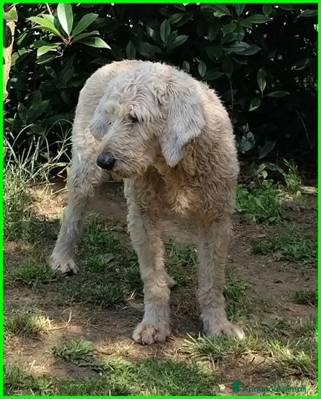 Meticcio cani in regalo: ALDO dolce e tranquillo! - Annuncio 4