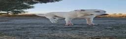 Meticcio cani in regalo: Consuelo: dolce, equilibrata, socievole  - Annuncio 10