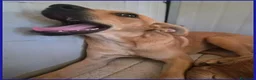 Meticcio cani in regalo: BUCCUNOTTO, DOLCE CUCCIOLOTTO 6 MESI, SOGNA UNA MA - Annuncio 4