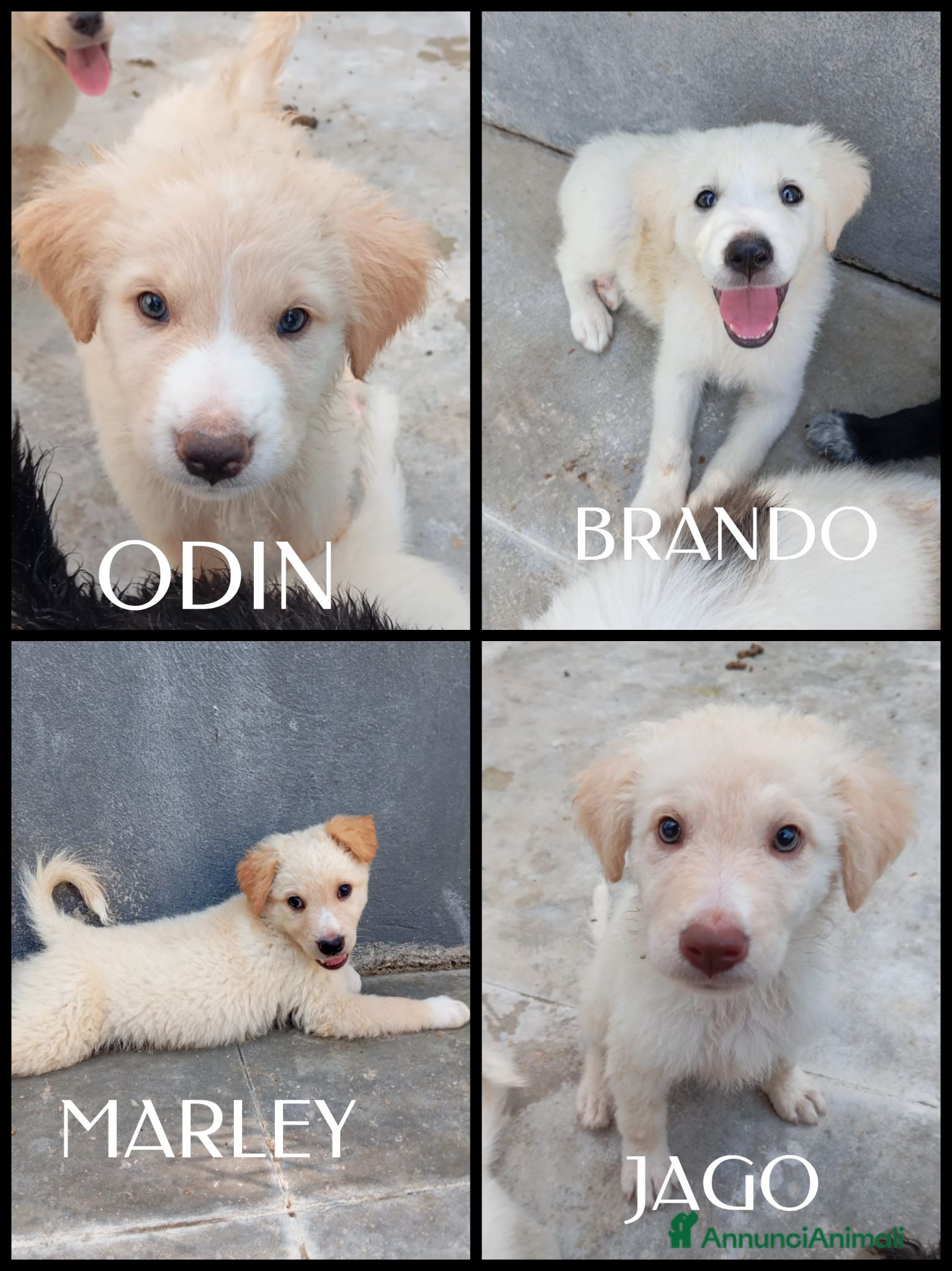Meticcio cani Quattro cuccioli simil golden! (2 mesi)  - Annuncio 7