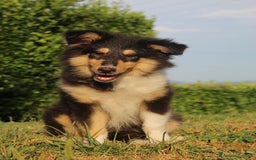 Collie cani in vendita: Cucciola tricolore  a Province of Como - Immagine 12