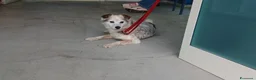 Meticcio cani in regalo: IL DOLCE SNOOPY HA BISOGNO DI UNA CASA,IN ADOZIONE - Annuncio 4