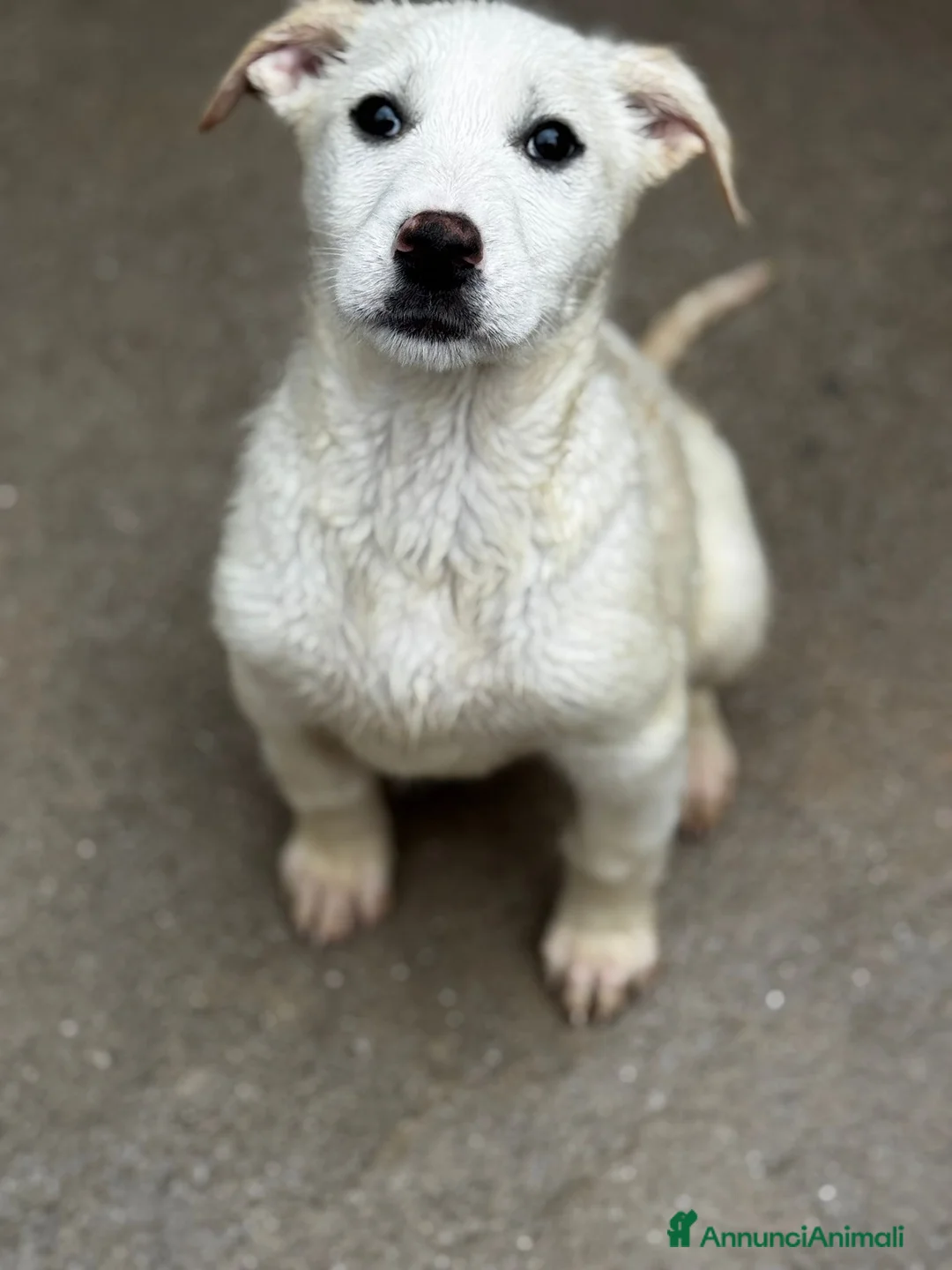 Meticcio cani in regalo: Lusetta a Provincia di Bergamo - Annuncio 4
