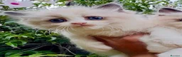 Ragdoll gatti in vendita: Cuccioli RAGDOLL  Pedigree / Pet Therapy - Annuncio 6