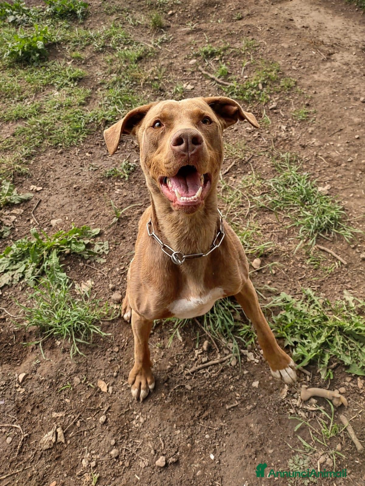 Pitbull cani Zoro, splendido Pitbull Red Nose - Annuncio 3