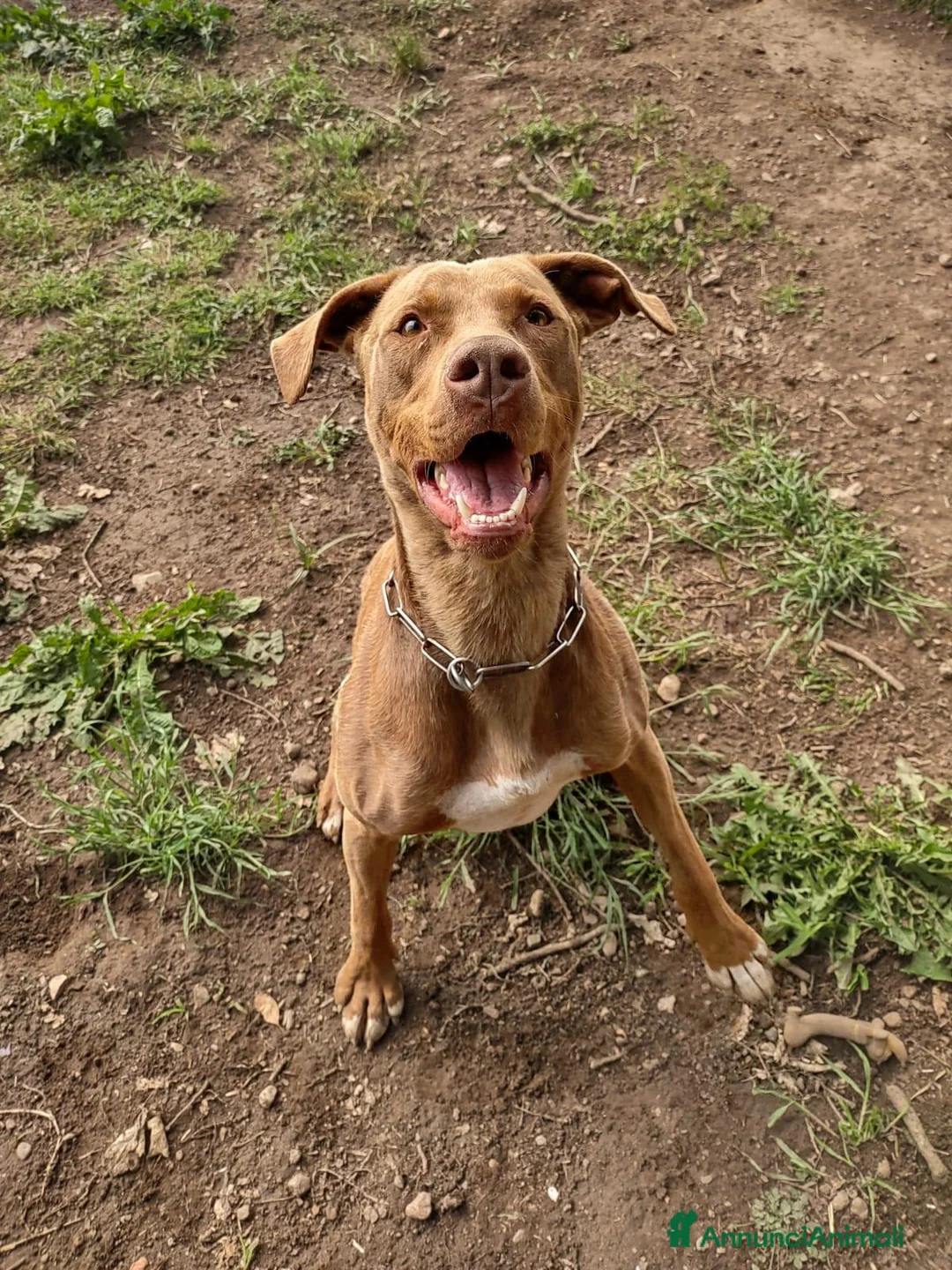 Pitbull cani in regalo: Zoro, splendido Pitbull Red Nose - Annuncio 1