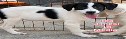 Meticcio cani in regalo: CUCCIOLI, URGENTE! TEMPO SCADUTO  a Provincia di Arezzo - Annuncio 9