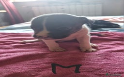 Pitbull cani in vendita: Cuccioli di pitbull a Città Metropolitana di Genova - Immagine 3