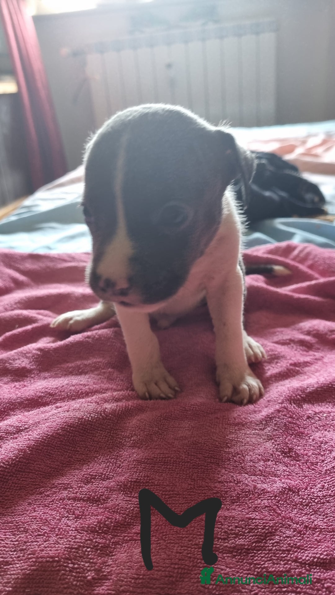 Pitbull cani in vendita: Cuccioli di pitbull a Città Metropolitana di Genova - Immagine 3