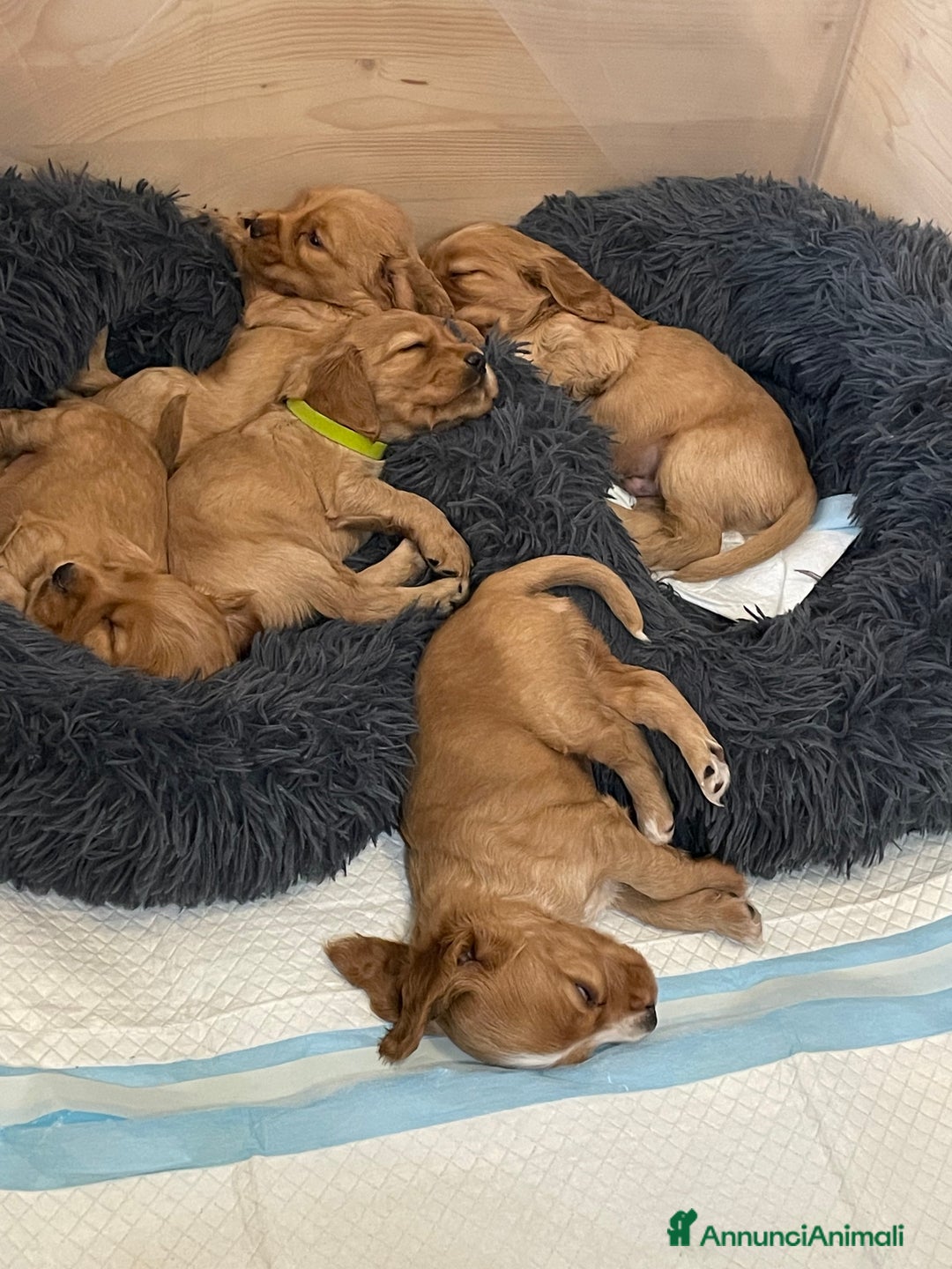 Cocker cani in vendita: Dolcissimi cuccioli di Cocker Spaniel Inglese - Annuncio 9