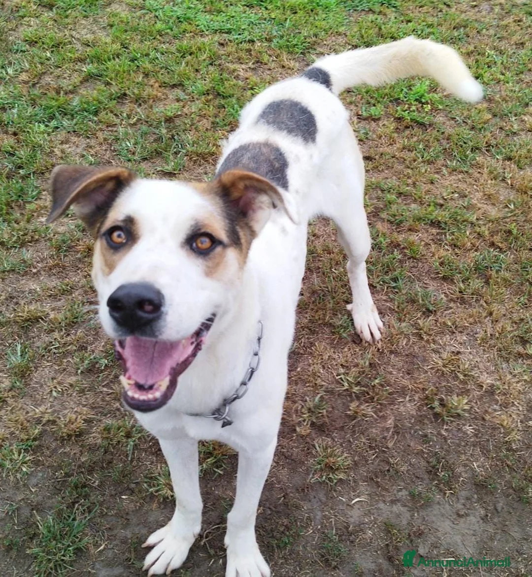 Meticcio cani in regalo: Ciccio un tenerone in cerca di casa a Provincia di Pavia - Annuncio 2